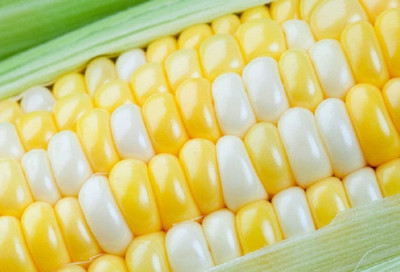 CYBEXIS HUA-48 - Peaches Cream Sweet Corn - (2250 Seeds) Seed(2250 per packet)