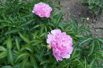 XOLDAA balsam frower Seed(25 per packet)