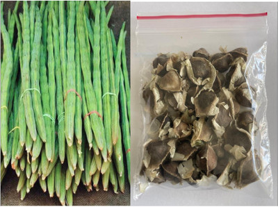 VS GLOBAL DRUMSTICK / MUNAGA/MORINGA Seed(30 per packet)
