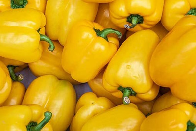Qualtivate HUA-1A Yellow Shimla Mirch Capsicum Seed Seed(100 per packet)