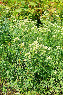 VibeX ® VXI-578 Virginia Mint Pycnanthemum Virginianum Seed(200 per packet)