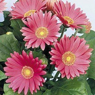 CYBEXIS TLX-7 - Gerbera Daisy Flower - (60 Seeds) Seed(60 per packet)