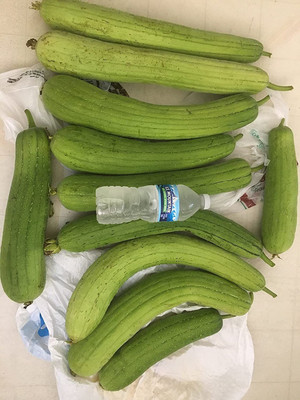 WILLVINE NDIR-70 Hybrid Sponge Gourd Seeds Seed(100 per packet)