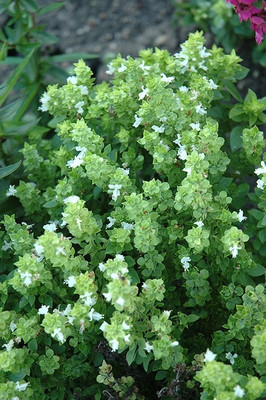 Qualtivate PUAS-4 Boxwood Basil Seeds Seed(1000 per packet)