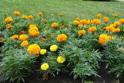 Alkarty marigold,gende ka phool Seed(30 per packet)