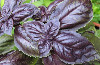 VibeX ® VXI-35 Basil Red Rubin Seeds Seed(1000 per packet)