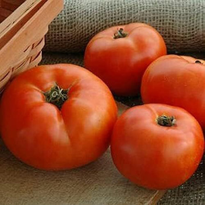 KNESSiN High Yield Primo Red Tomato Fresh Healthy Seeds - (2000 Seeds) Seed(2000 per packet)
