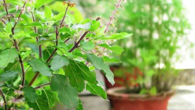 imtion Tulsi Seed(30 per packet)