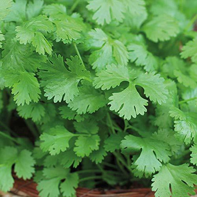 EKAKSHAR Syngenta Coriander Seeds Kalmi Dhaniya (Leafy Vegetable) 40 Seeds P46 Seed(40 per packet)