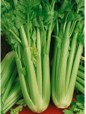 WILLVINE F1 Hybrid Giant Pascal Celery Seeds-[500 Seeds] Seed(500 per packet)