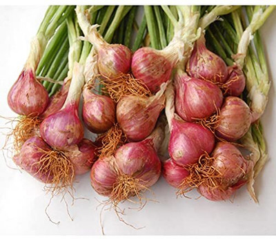Qualtivate HYB-7A Hybrid Shallots onion Seed(500 per packet)