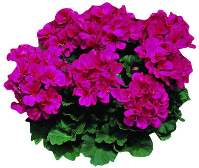 CRGO GERANIUM Seed(15 per packet)