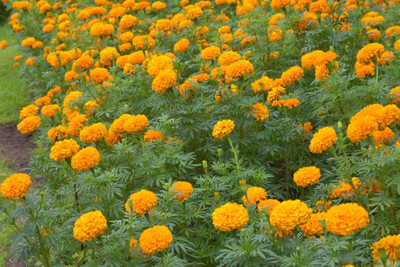 yamkay marigold/gende ka phool flower seeds Seed(50 per packet)