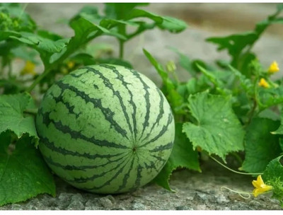 EMKOT Juicy watermelon Seeds/तरबूज के बीज Seed(30 per packet)