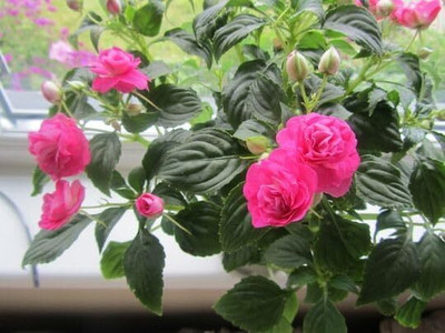 Lorvox Balsam double mixed flower Seed(70 per packet)