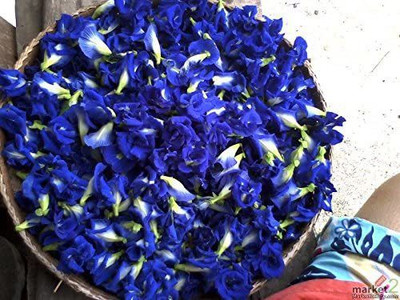 CYBEXIS GUA-49 - Thai Butterfly Pea - (300 Seeds) Seed(300 per packet)