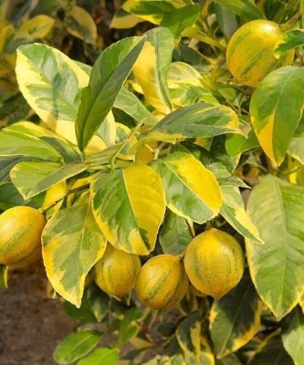 Aywal Mausambi Sweet Lemon Fruit - Citrus Limetta Seed(54 per packet)