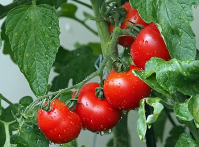 CHILLATAI High Yielding Tomato Vegetable Seed(50 per packet)