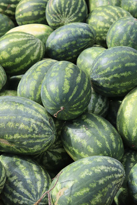 Hybrid Galaxy Fresh Sagar Watermelon F1 Hybrid Quality Seed(100 per packet)