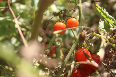 SGPM Collections tomato Seed(120 per packet)