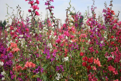 CYBEXIS CLARKIA ELEGANS DOUBLE FLOWER SEEDS100 Seeds Seed(100 per packet)
