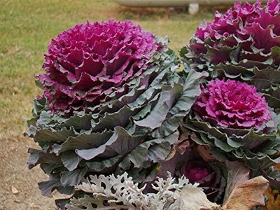 WILLVINE AMR -V Flowering Ornamental Cabbage [50g] Seed(15000 per packet)