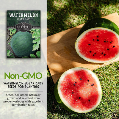 CYBEXIS LXI-5 - Sugar Baby Watermelon - (1350 Seeds) Seed(1350 per packet)