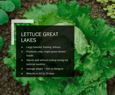CYBEXIS LETTUCE GREAT LAKES SEEDS(2500 Seeds) Seed(2500 per packet)