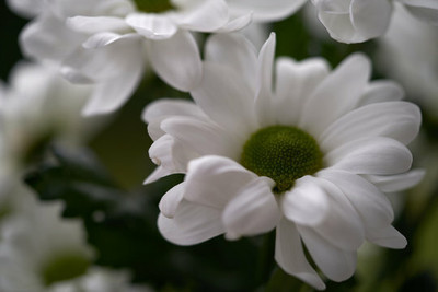 XOLDA Exotic chrysanthemum white Seed(15 per packet)