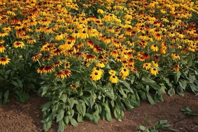 CYBEXIS NDIR-85 - F1 Hybrid Gloriosa Daisy Flower - (180 Seeds) Seed(180 per packet)