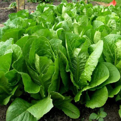 CYBEXIS Heirloom Romaine Lettuce Seeds2000 Seeds Seed(2000 per packet)