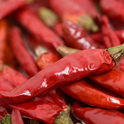 CYBEXIS Vegetable Plant Red Chili Seeds2400 Seeds Seed(2400 per packet)