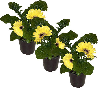 CYBEXIS PAU-28 - Daisies Yellow - (540 Seeds) Seed(540 per packet)