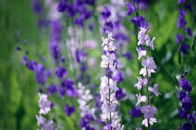 VibeX ® LXI-15 Lavender,Perennial winterhardy Seeds Seed(500 per packet)