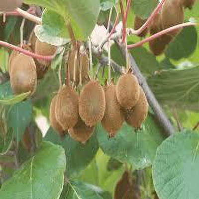 XOLDAA KIWI HYBRID F1 QUALITY FRUIT Seed(143 per packet)