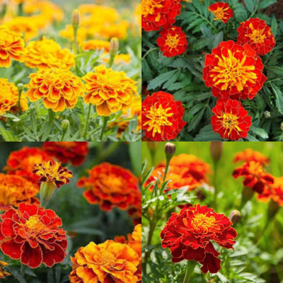 ibains Marigold seeds hybrid 26 Seed(26 per packet)