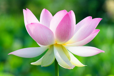 UGROW INIDA lotus,kamal gatta Seed(15 per packet)