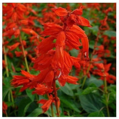 VINSEE Salvia splendens SCARLET SAGE Seed(50 per packet)