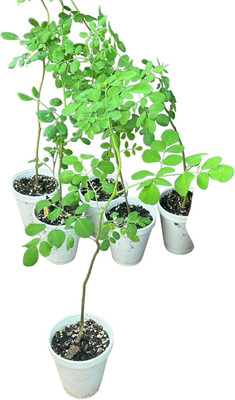 Qualtivate PUAS-3A Tree of Life - The Moringa Tree Seed(50 per packet)