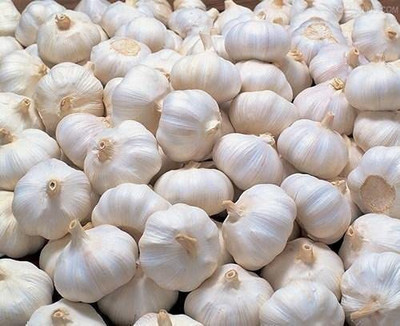 KANAYA Red Garlic Hybrid Seed(95 per packet)