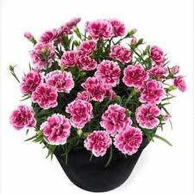 CYBEXIS Carnation Rose F1 Hybrid Seeds Seed(1 g)