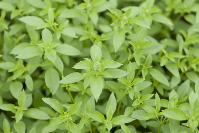WILLVINE Hairy Basil,Thai Lemon Basil-[2000 Seeds] Seed(2000 per packet)