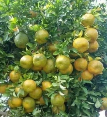 HYBRID 1g orange seeds highest yield early fruiting very testy fruits Seed(1 g)