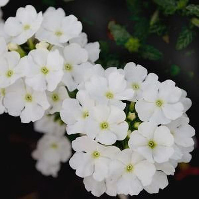 Aywal Verbena- Florist Mixed Seed(10 per packet)