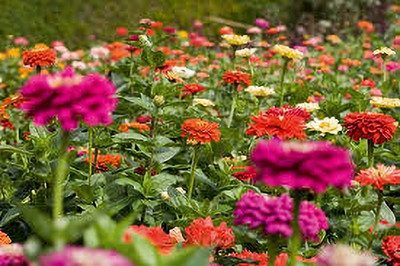 Seedsqlty zinnia double mix seed, high germination (55 seeds) Seed(55 per packet)