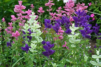 WILLVINE VXI-118 Clary Tricolor (Painted Sage) Seed(200 per packet)