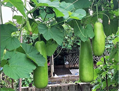 UGRA Long Opo Gourd Seeds; Bottle Gourd Seed(20 per packet)
