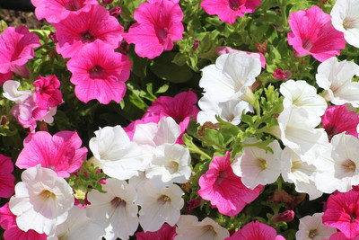 Mozette petunia flower Seed(36 per packet)