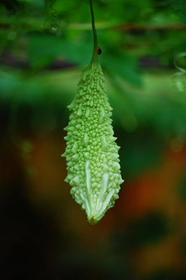 Pbevergreen Deshi bitter gourd seeds for plant PACK OF 10 Seed(10 per packet)