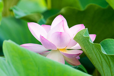 AA ENTERPRISES lotus,kamal gatta Seed(14 per packet)